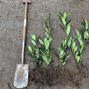 Laurowiśnia wschodnia CAUCASICA 30-50cm ŻYWOPŁOT