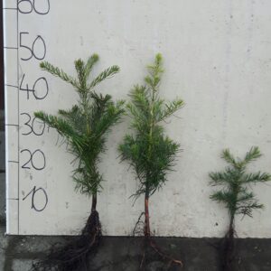 Jodła kalifornijska ABIES concolor 3LAT 20-40CM