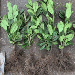 Laurowiśnia NOVITA sadzonki 30-50CM ŻYWOPŁOT