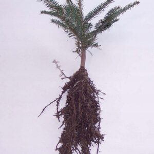 Jodła pospolita (biała) 20-40 cm abies alba sadzonki
