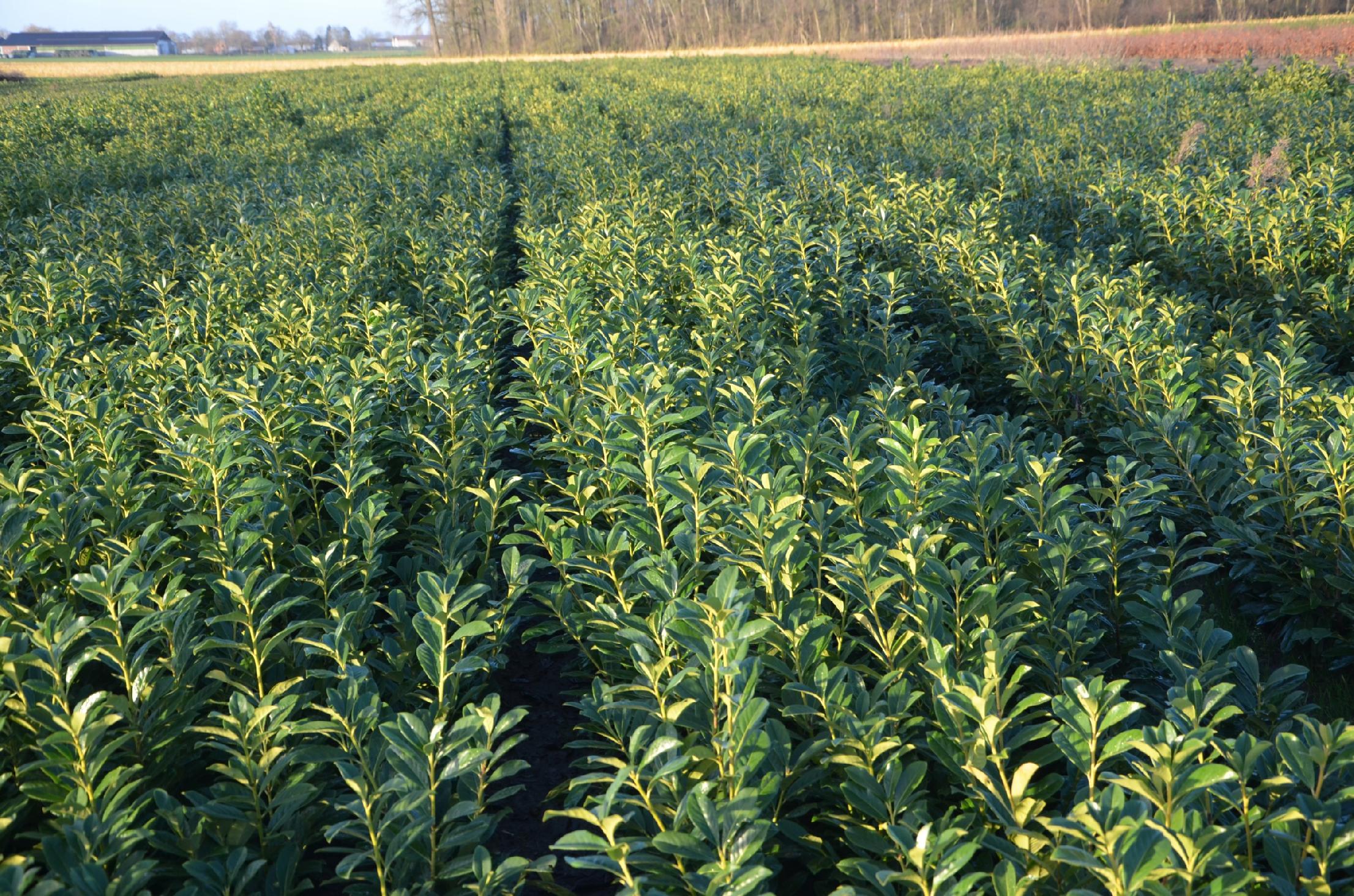 Laurowiśnia wschodnia ROTUNDIFOLIA sadzonki 40-60cm - obrazek 2