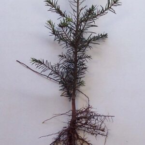 Jodła OLBRZYMIA abies Grandis 3LAT 20-40CM