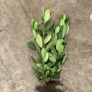 Laurowiśnia wschodnia ROTUNDIFOLIA sadzonki 40-60cm