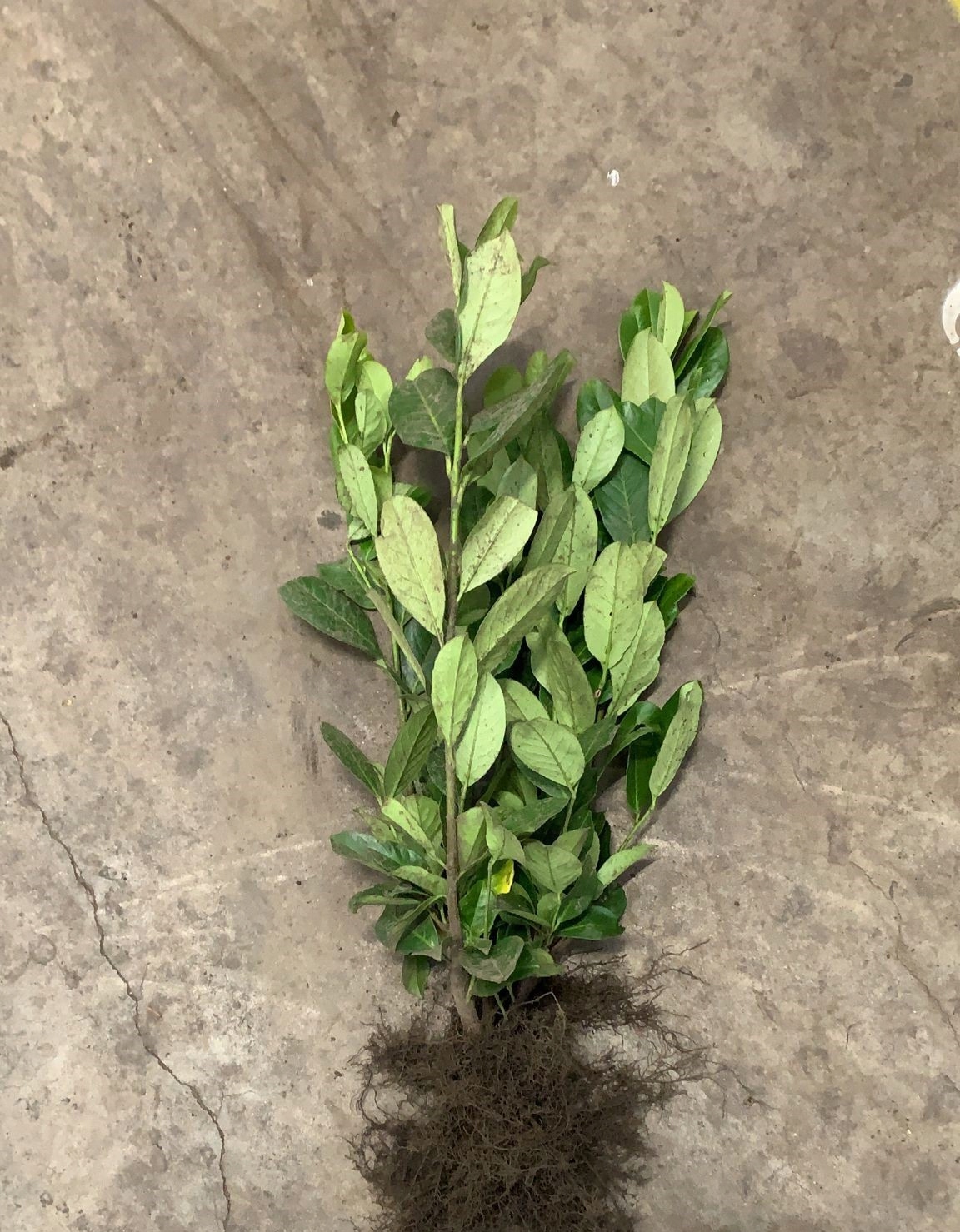 Laurowiśnia wschodnia ROTUNDIFOLIA sadzonki 40-60cm