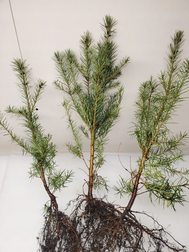 Daglezja zielona Jedlica 50-80cm super sadzonki