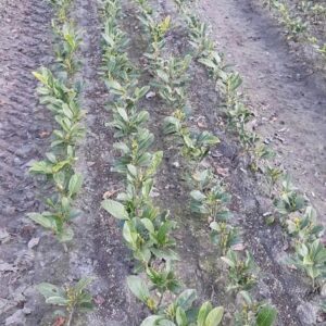 Laurowiśnia wschodnia NOVITA sadzonki 15-30cm ŻYWOPLOT