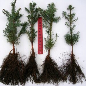 Jodła szlachetna abies nobilis procera 15-30 cm