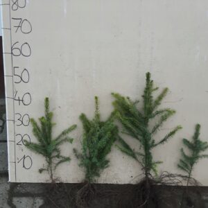 Świerk serbski picea omorika 20-30 cm NA PLANTACJE
