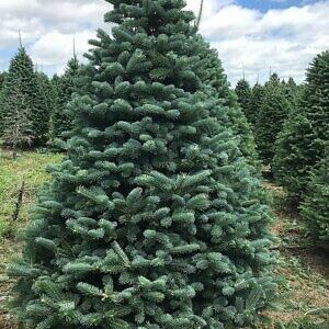 Jodła pospolita (biała) 10-20 cm abies alba