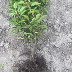 laurowiśnia sadzonka angustifolia