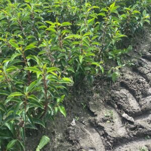 mała sadzonka laurowiśnia angustifolia