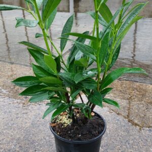 sadzonka laurowiśni caucasica w doniczce