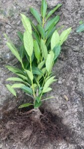 sadzonka laurowiśnia elly