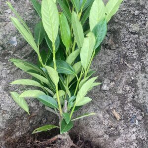 sadzonka laurowiśnia elly