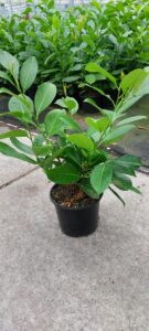 laurowiśnia rotundifolia sadzonka