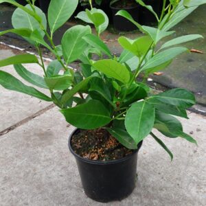 laurowiśnia rotundifolia sadzonka