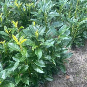 sadzonka laurowiśnia genolia 30-50cm