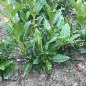 sadzonka laurowiśnia kameleon