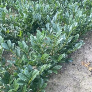 sadzonki laurowiśnia pirania