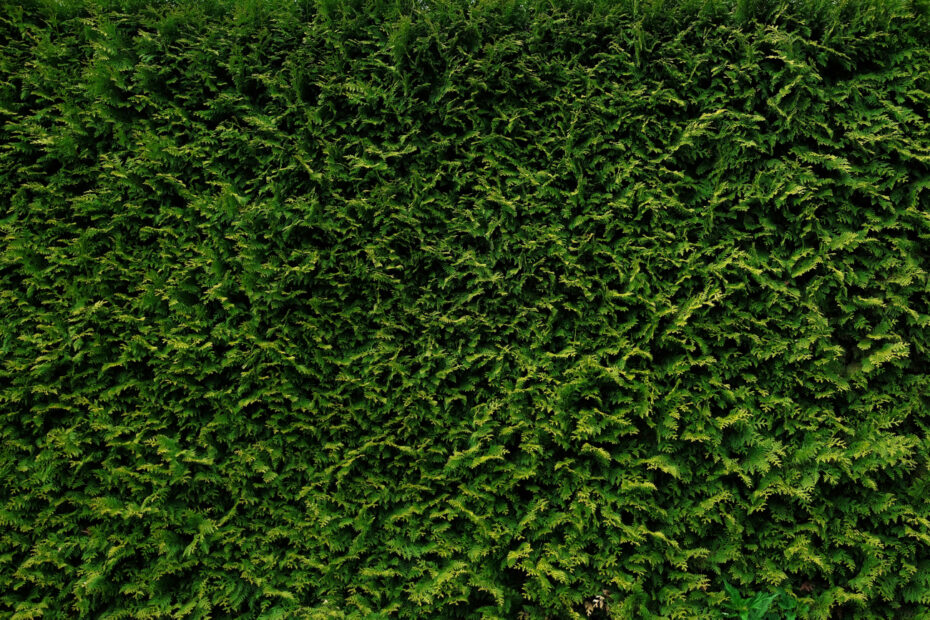 Jak sadzić tuje na żywopłot?