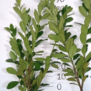 Laurowiśnia wschodnia NOVITA 80-100CM