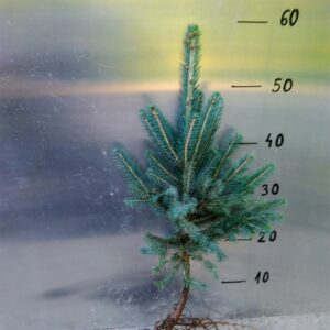 Świerk SREBRNY pospolity 5lat 30-60cm NA PLANTACJE