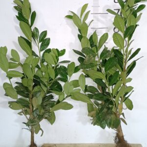 Laurowiśnia wschodnia NOVITA 60-80CM