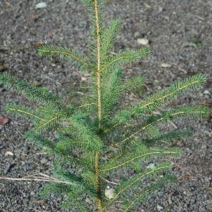 Świerk SITKAJSKI 3letni 30-60 cm sadzonki