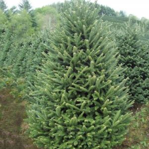 Jodła FRASERA 12-20CM 3lat SADZONKI NA PLANTACJE