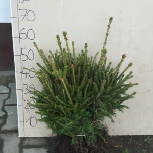 Świerk Pospolity 4lat 50/80 NA PLANTACJE CHOINEK