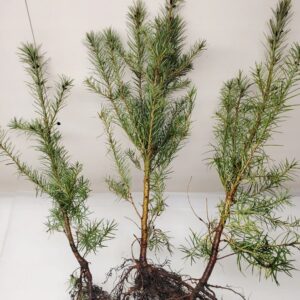 Daglezja zielona Jedlica 80-120cm super sadzonki