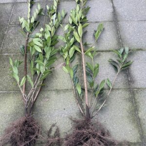 Laurowiśnia CAUCASICA sadzonki 120-150CM SUPER Żywopłot