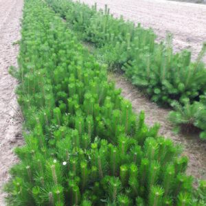 Sosna pospolita Pinus sylvestris 30-60 cm