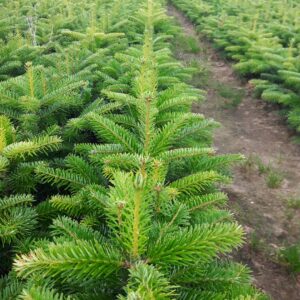 Jodła kaukaska 5lat 30-45cm SADZONKI NA PLANTACJE