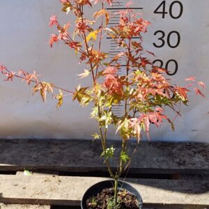 Klon palmowy Phoenix PIĘKNY CZERWONY