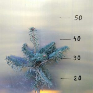 Jodła kaukaska 4 letnia 20/30cm Abies Nordmanniana