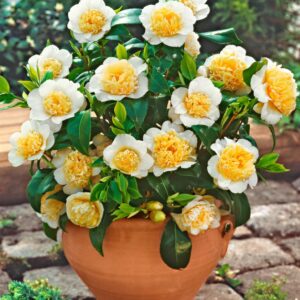 Kamelia japońska żółta zimozielona Camellia jap. Brushfield Yellow DUŻA