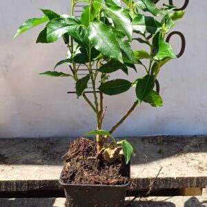 Laurowiśnia portugalska ANGUSTIFOLIA - ROZKRZERWIONA - CZERWONE GAŁĄZKI