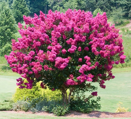 LAGERSTROEMIA INDYJSKA PINK, BEZ POŁUDNIA, NAJDŁUŻEJ KWITNĄCY KRZEW ŚWIATA - obrazek 2