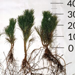 Sosna górska KOSODRZEWINA Pinus mugo 15-30cm 3lat