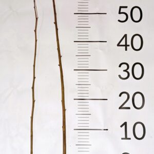 Lipa drobnolistna MIODODAJNA sadzonki 50-80cm