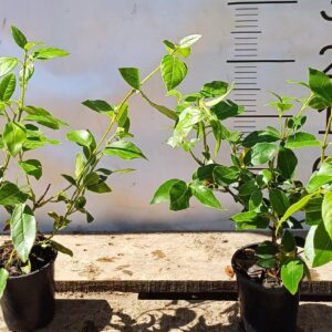 KALINA WAWRZYNOWATA EVE PRICE KRZEW SADZONKA