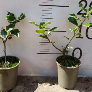 Ostrokrzew kolczasty Argentea Marginata sadzonka P9