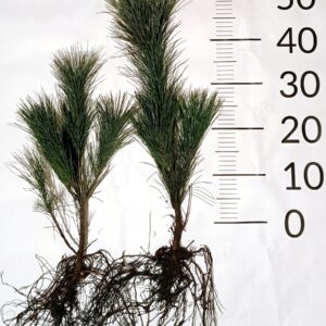 Sosna wejmutka Pinus Strobus 20-40cm 3lat