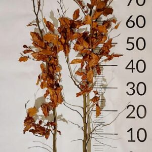 Buk Pospolity SZKÓŁKOWANY sadzonki 80-120cm