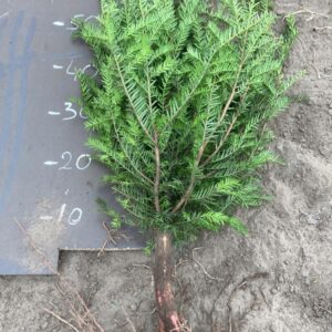 Cis pospolity 70-100 cm taxus bacata