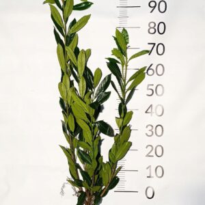 Laurowiśnia CAUCASICA sadzonki 100-120CM Żywopłot