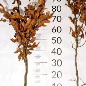 Buk Pospolity SZKÓŁKOWANY sadzonki 120-150cm