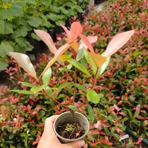 Głogownik carre rouge PIĘKNE sadzonki - Super żywopłot