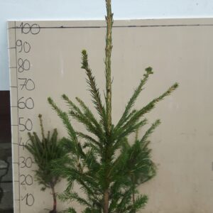 Świerk Pospolity 4lat 40/60 NA PLANTACJE CHOINEK